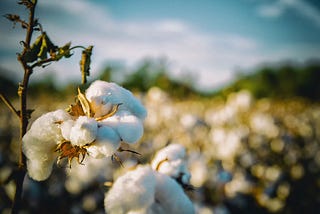 Sequela’s Hunt For Eco-Friendly Clothing, Organic Cotton Vs Regular Cotton