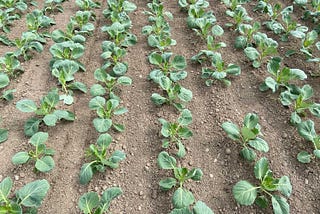 Improve Vegetable Profitability and Reduce Crop Loss with Drone Plant Counts