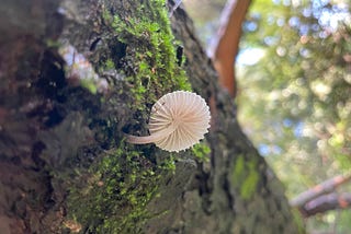 A cream coloured fan-shaped mushroom pushing up from a tree trunk covered in moss