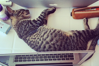 cat sleeping between two laptops