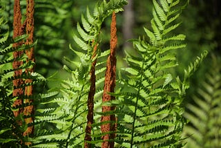 Wildlife That Loves Cinnamon Fern