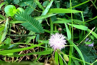 The shameplant flower