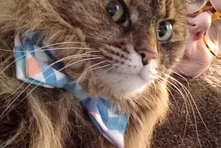 Photo is of a beautiful brown, black and white Maine coon cat wearing a blue plaid bow tie sitting on the author’s lap.