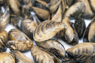 Invasive mussels with visible byssal threads.