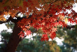 A branch of red and orange leaves with bright shadowy lighting.