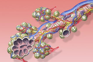 Mimicking the lung in a 3D cell culture is not too much of a stretch