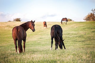 Why Do Horses Sleep Standing Up?