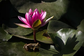 Frogs
