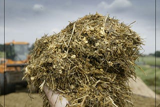 Silage Intake And Digestibility: All You Need To Know About