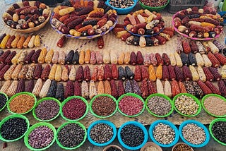 Mexico’s enacts constitutional ban on cultivation of genetically modified corn