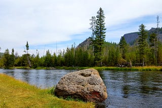 “My favorite tree in the entire park.” — W. D. Wetherell