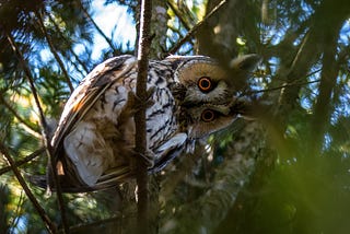 A Curios Owl Image by Lubos Houska from Pixabay