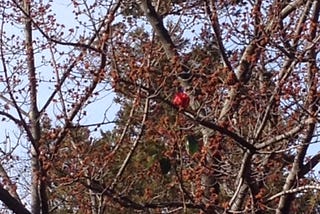 Roses in a Tree and the Power of Forgiveness