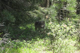 Recreating with your dog in wolf country