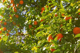 when life gives you tangerines
