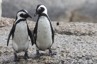 Two penguins who look like they’ve found their perfect match.