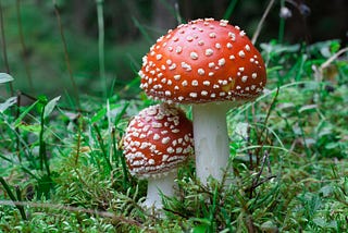 Mushroom Classification