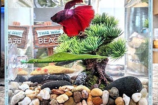 Fiish: A Chatbot to feed my Betta fish