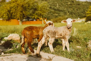 Lions For Lambs: A Retrospective Analysis of Robert Redford’s Film..