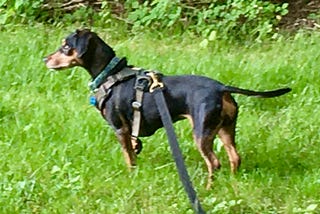 A black and tan dachshund-cross in a harness and on a lunge line does a point alert, right paw just starting to come up to position. She is surrounded by grass and bushes line the area.