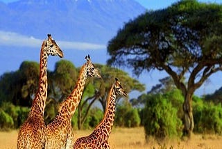 Best Tours In swaziland | Kasiafricasafari