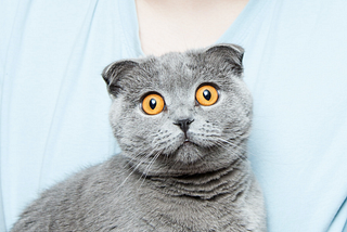 Gray cat with yellow eyes looks scared and overwhelmed into the camera.