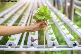 How to Start Hydroponics Farming Business