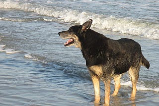 My Dog Bentley’s Last Months With Me