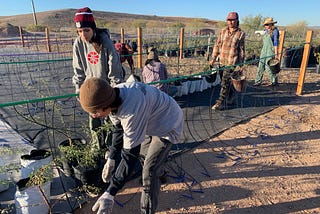 Planting trees and equity in the Arizona Desert