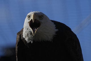 What Is the Birds That Look Like Bald Eagles 2025?