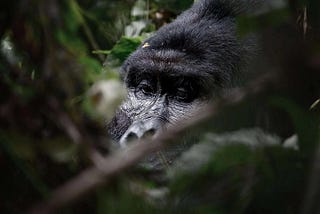 Silverback Mountain Gorilla — best places to see gorillas on the wild