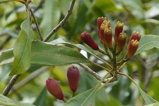 植物香氣人格之(五)辛香調人格