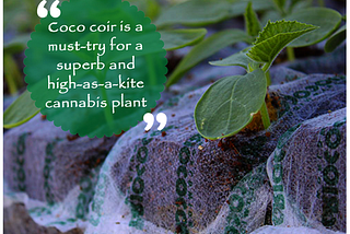 coconut coir for hydroponics