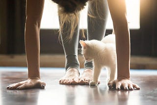 woman doing yoga with a white kitten