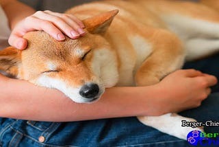 Ataxie chez le chien