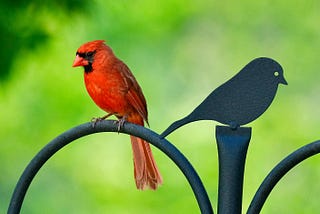 a red cardinal sits on a hook