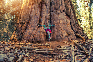 Hugging a Redwood