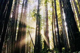Woods