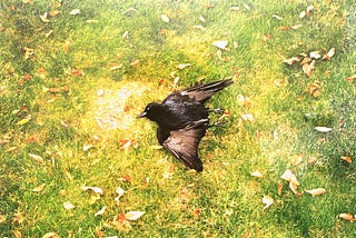 Blackbird Singing In The Dead of Night