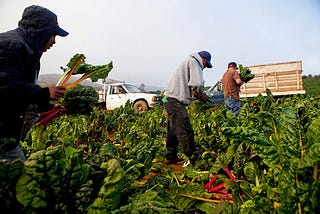 Immigrants: Illegal, Legal, Essential, Symbiotic