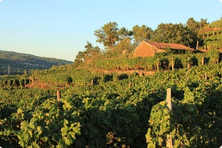 Antonio Montero: Ribeiro’s soul turned into wine
