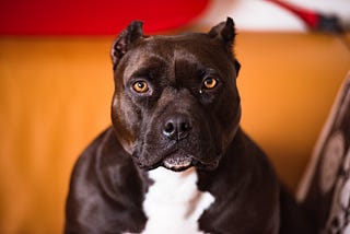 In Defense of Pitbulls: Uncomfortable Truths