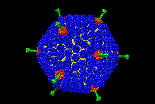 What’s in Johnson & Johnson’s Covid-19 Vaccine?