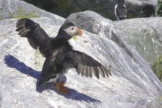 Puffin spreads its wings