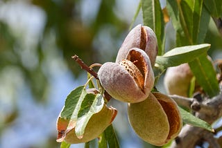 How to Care, Grow and Plant Almond Tree’s