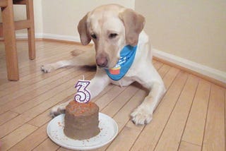 If doggo == hungry, then doggo = eat(cake)