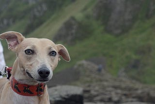 A Diary for Bella, our Lockdown Dog