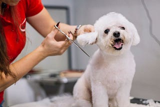 How to Find Mobile Pet Grooming Near You?