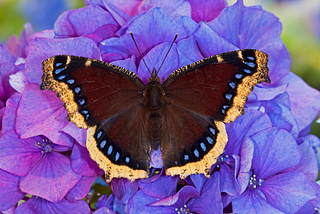 A Mourning Cloak butterfly on a purple flower