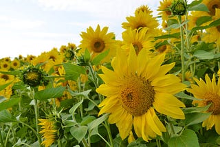 🌻 เมล็ดพันธุ์ทานตะวัน คุณภาพดี ปลูกง่าย ดอกสวยงาม มีทั้งปลีกและส่ง!